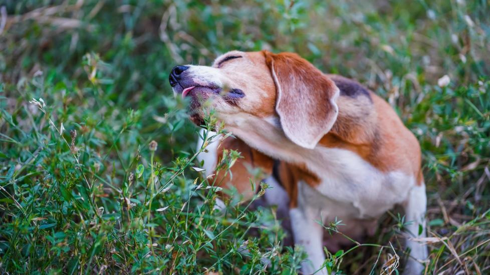 holistic treatments for dogs with allergies; a Beagle scratches himself, a common symptom of dog allergies.